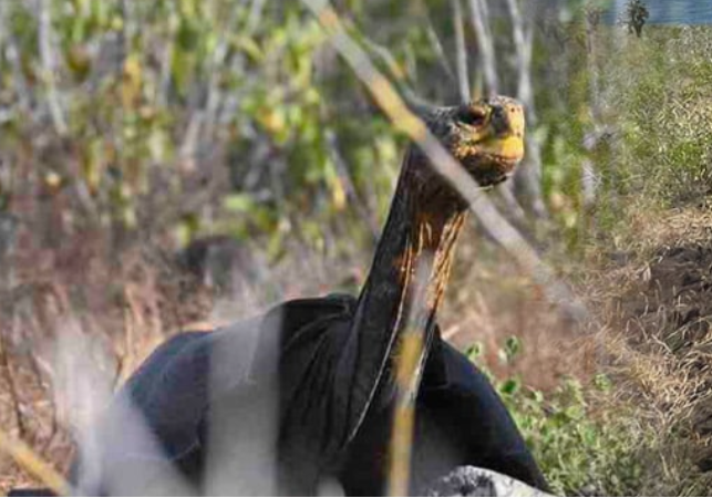 Galapagos